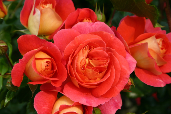 Planter des rosiers &agrave; fleurs group&eacute;es, Guide de culture rosier Gebr&uuml;der Grimm Lubera