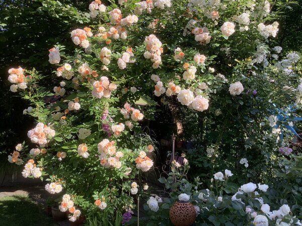 Rose 'Ghislaine de F&eacute;ligonde&reg;', Quelles roses supportent la s&eacute;cheresse ?