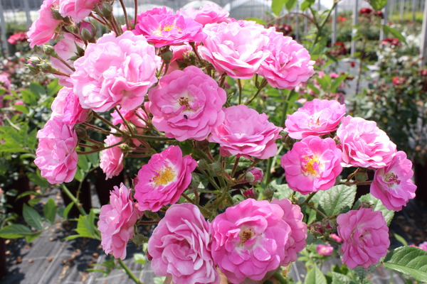 Prendre soin des rosiers petit rosier grimpant Roseasy Married Lubera