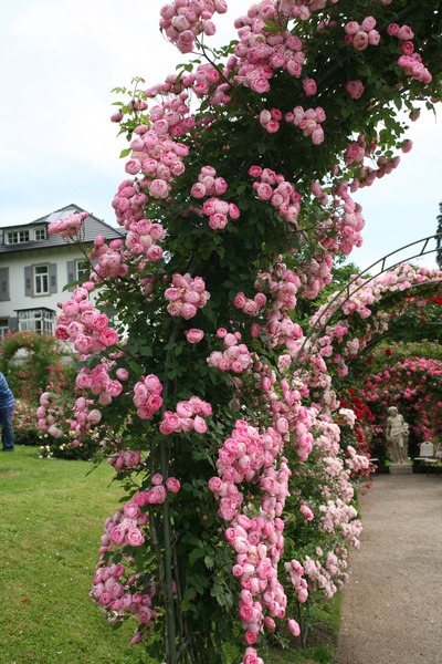Rose Raubritter (im grossen Container)