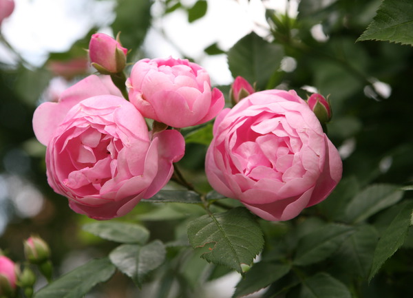 fleurs en coupe profonde, planter des rosiers grimpants