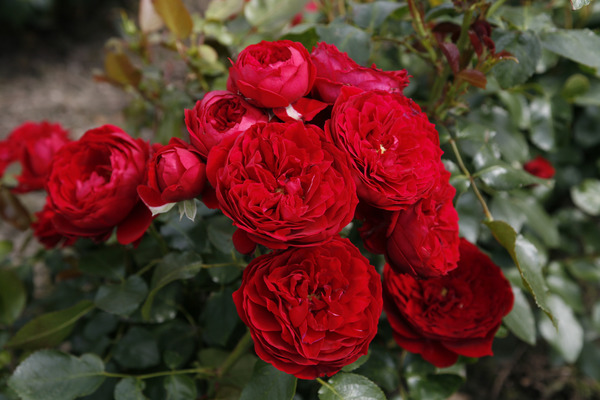Rotk&auml;ppchen, rosiers en pot