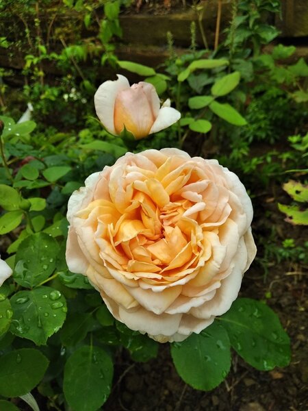 Rose 'The Lady Gardener�', Rosa The Lady Gardener�'