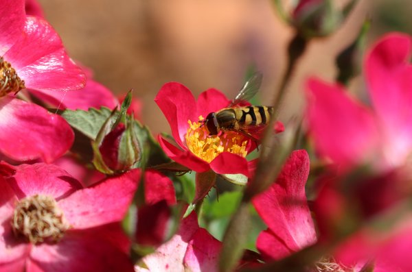 Syrphe en vol stationnaire &agrave; la recherche de pollen et de nectar, fleur de rose du rosier buisson Roseasy, plantes vivaces favorables aux insectes