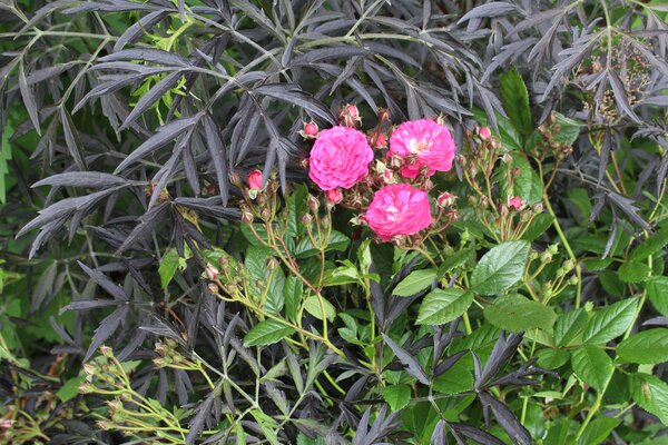 Planter un sureau, Lubera