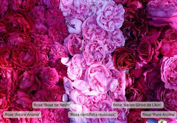Roses pour sirop, roses pour sirop, sirop de roses, rose historique centifolia muscosa, &laquo; Baron Girod de L'Ain &raquo;, &laquo; Rose de Resht &raquo;, roses parfum&eacute;es &laquo; Pure Aroma &raquo;, &laquo; Adore Aroma &raquo;