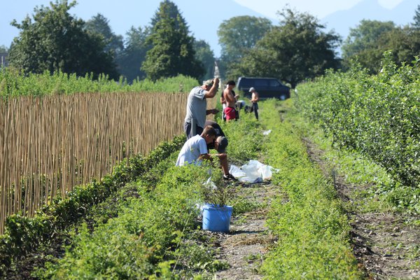 Multiplier les rosiers &eacute;cussonnage Lubera