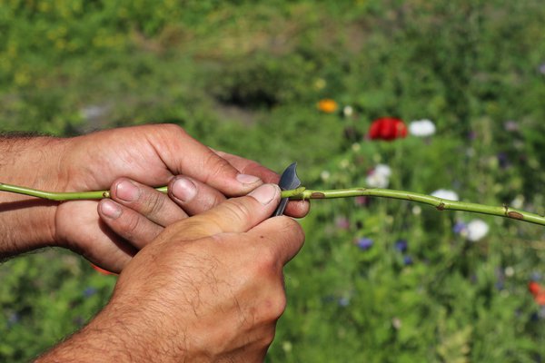 Multiplier les rosiers &eacute;cussonnage Lubera