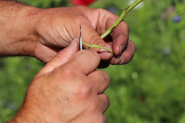 Multiplier les rosiers &eacute;cussonnage Lubera