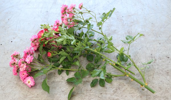 Multiplier les rosiers Boutures &agrave; bois vert Lubera