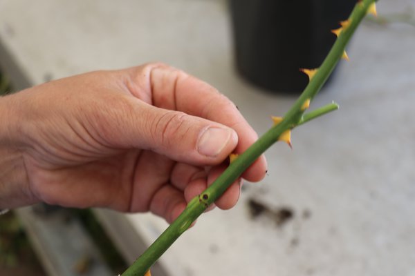 Multiplier les rosiers &eacute;cussonnage Lubera