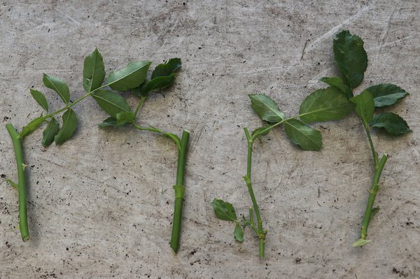 Multiplier les rosiers Boutures &agrave; bois vert Lubera