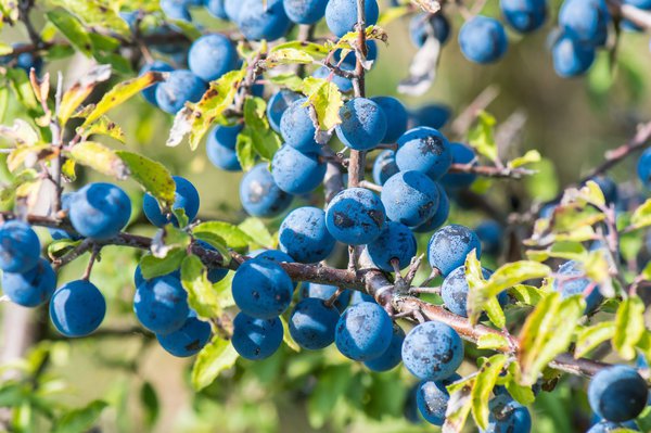 Les fruits du prunellier peuvent &ecirc;tre transform&eacute;s en tisane avec des p&eacute;tales de rose
