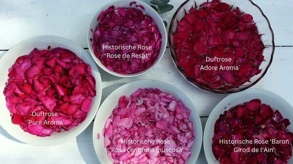 Roses pour sirop, roses pour sirop, sirop de rose, rose historique centifolia muscosa, &laquo; Baron Girod de L'Ain &raquo;, &laquo; Rose de Resht &raquo;, roses parfum&eacute;es &laquo; Pure Aroma &raquo;, &laquo; Adore Aroma &raquo;