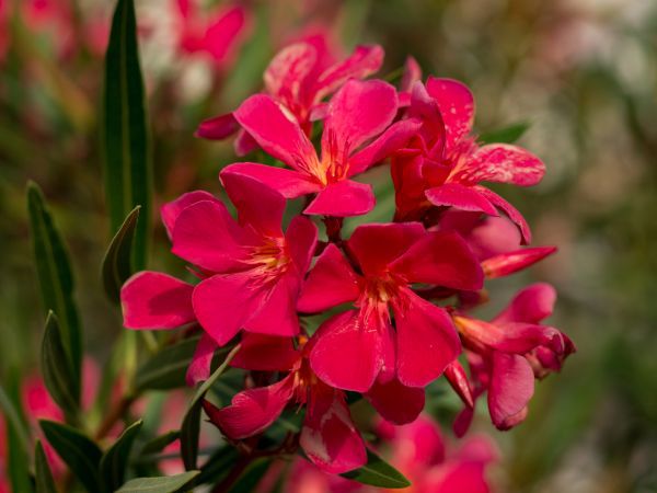 Si le laurier-rose a &eacute;t&eacute; rentr&eacute; au bon moment et hivern&eacute; de mani&egrave;re optimale, il fleurira &agrave; nouveau magnifiquement l'ann&eacute;e suivante.