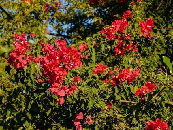 Planter un bougainvillier