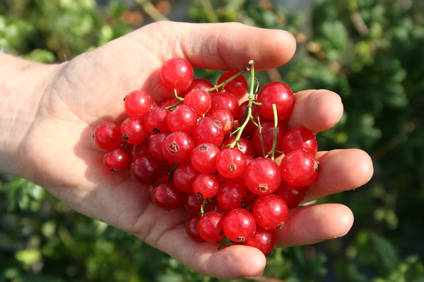 Lubera&reg; Ribest&reg; Babette&reg;, r&eacute;colte de fruits