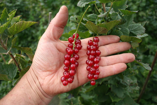 Tailler les groseilliers rouges Ribest Sonette Lubera