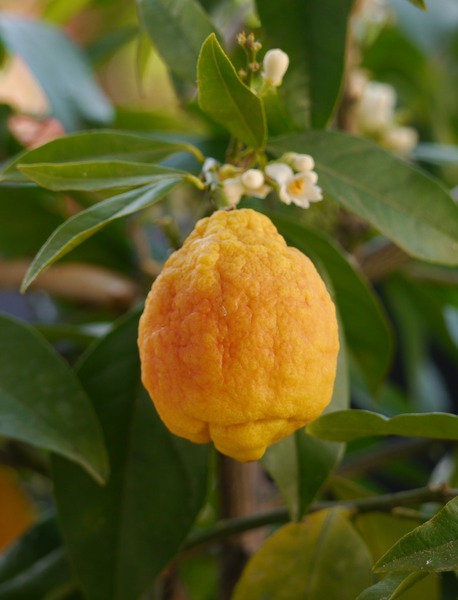 Rote Zitrone Sanguineum