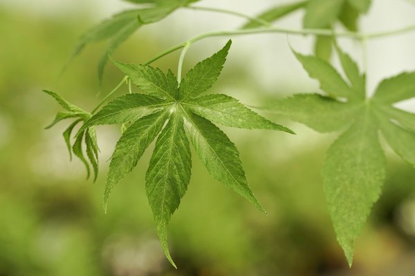 Feuille sucr�e, Suagrleaf, Suavissima, Rubus chingii, Ronce � sucre, Lubera