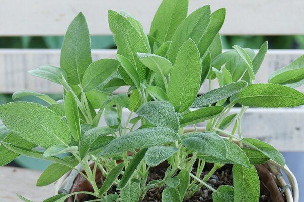 Salvia officinalis Mandala Silver, sauge, sauge officinale, pot de 1,3 L, production propre