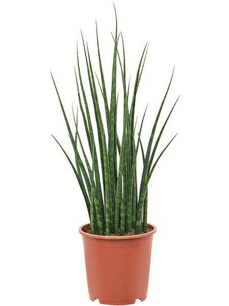Sansevieria cylindrica 'Fernwood Mikado', Tuff, im 19cm Topf, H�he 70cm, Breite 35cm