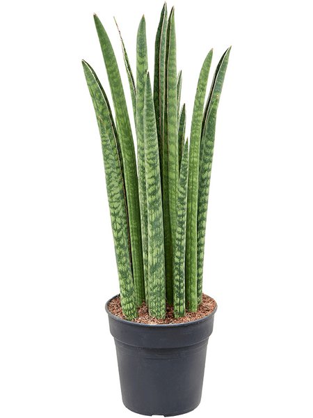 Sansevieria cylindrica 'Liv', Tuff, im 17cm Topf, H�he 60cm, Breite 25cm