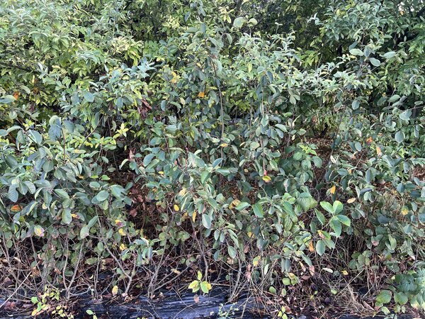 Am&eacute;lanche, Amelanchier alnifolia, s&eacute;cheresse 2026