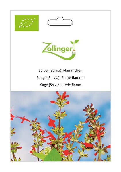 Salbei scharlachroter, Fl�mmchen