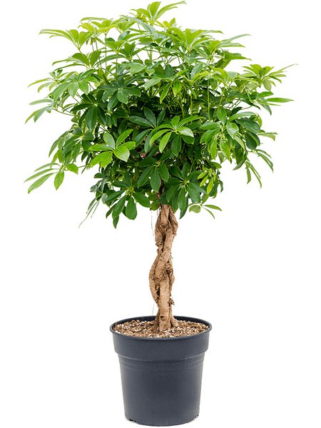 Schefflera arboricola 'Compacta', Stamm geflochten, im 30cm Topf, H�he 120cm, Breite 60cm