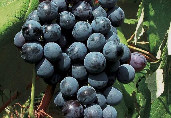 Vigne, vin, Vitis vinifera, Blue Sky, culture de la vigne sur &eacute;chalas