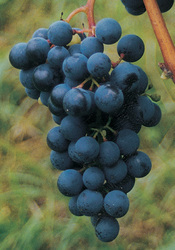 Blaue Traube