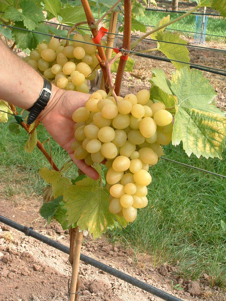 Schlaraffentraube Grosso Arkadia