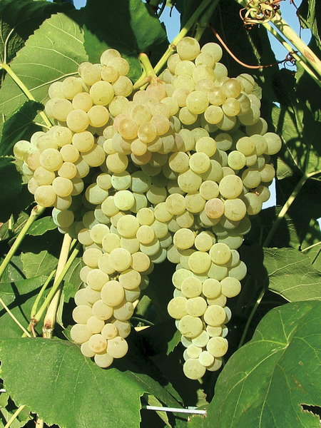 Kernlose Schlaraffentraube White Dream (syn. Lakemont)
