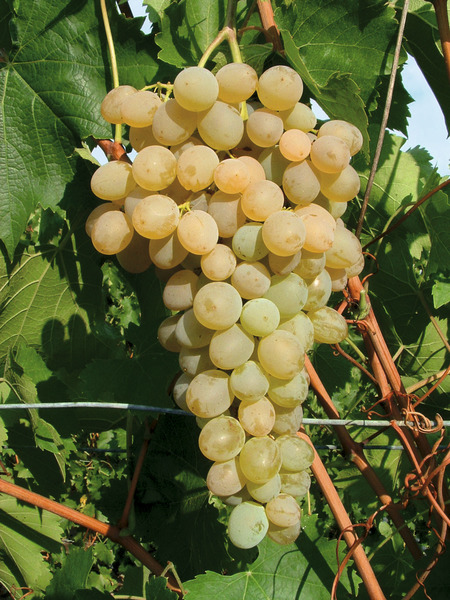 Schlaraffentraube 'White Sky'