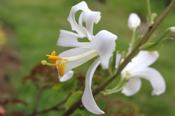 Fleur de Lilium candidum avec traces d'escargots, limaces, limaces dans le jardin, genre Arion, Arion vulgaris