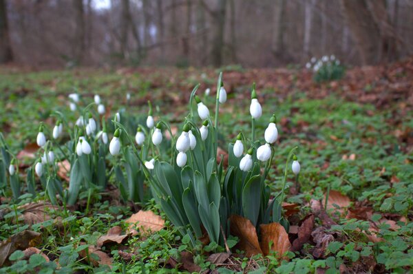 campagnols, Galanthus nivalis sous les arbres, bulbes &agrave; fleurs &agrave; l'ombre, plantation sous les arbres, plantes sous les arbre