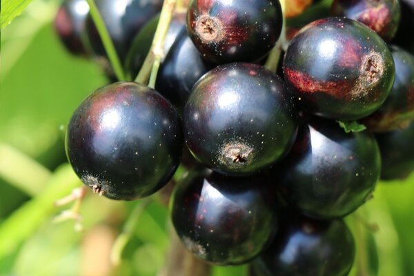 Cassis Cassissima Black Marble (en gros plan)
