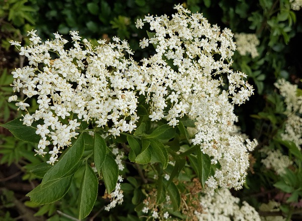 Plantes bioindicatrice, Sambucus nigra sureau fleurs blanches