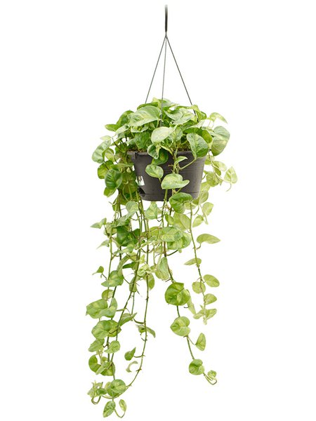 Scindapsus (Epipremnum) 'Global Green', Ranker, im 28cm Topf, H�he 80cm, Breite 60cm