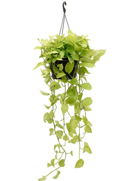 Scindapsus (Epipremnum) 'Golden Pothos', Ranker, im 28cm Topf, H�he 90cm, Breite 40cm