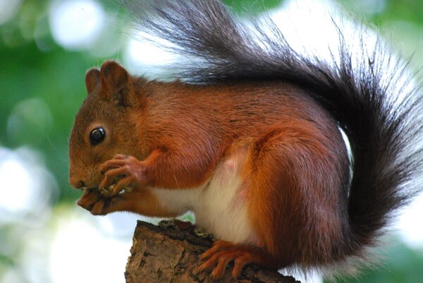 Prot&eacute;ger les animaux, &Eacute;cureuil commun, Sciurus vulgaris