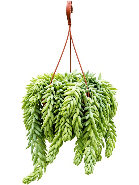Sedum morganianum 'Burrito', Ampel, im 17cm Topf, H�he 30cm, Breite 20cm