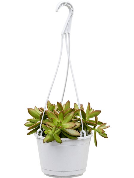 Sedum nussbaumerianum, im 16cm Topf, H�he 20cm, Breite 20cm