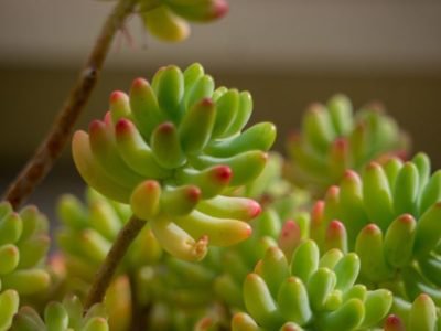 <i>Sedum pachyphyllum</i>