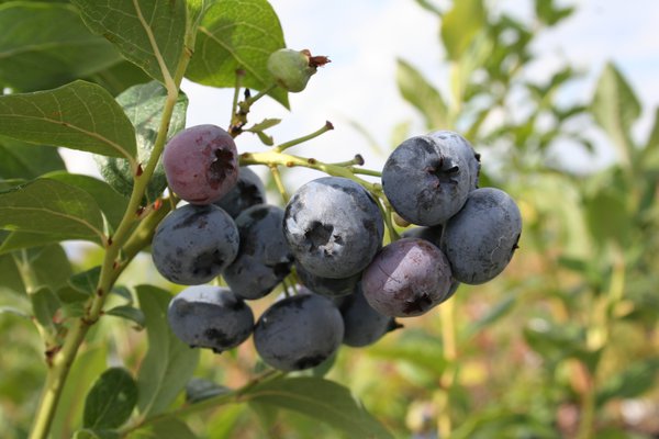 Cr&eacute;er massif terre de bruy&egrave;re Myrtillier Blue Dessert Lubera