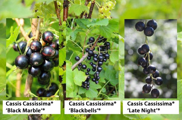 Cassissima, cassis vari&eacute;t&eacute;s r&eacute;coltes durables