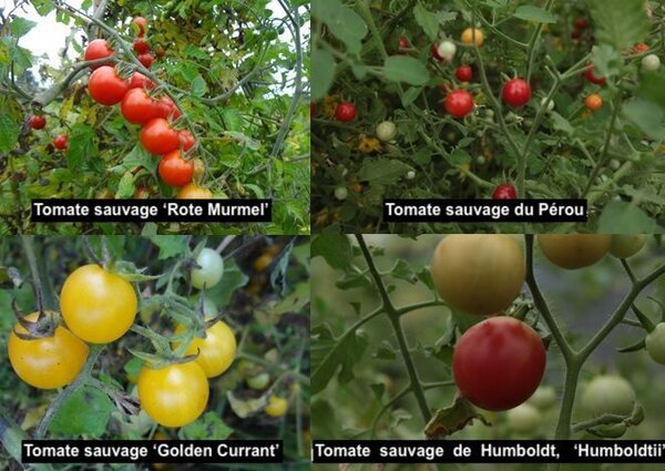 Tomates sauvages, traduction en francais, Pourriture apicale des tomates