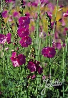 Sidalcea malviflora 'Partygirl', Staude, P�ppel