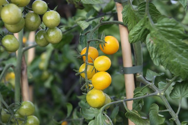 Tomates Open Sky&reg;, Tomate jaune, Tomate de plein champ, Cherry jaune, Lubera